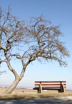 Apfelbaum mit Sitzbank